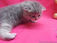 Питомник   предлагает к резервированию. - <ro>Изображение</ro><ru>Изображение</ru> #7, <ru>Объявление</ru> #434908