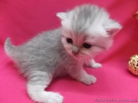 Питомник   предлагает к резервированию. - <ro>Изображение</ro><ru>Изображение</ru> #9, <ru>Объявление</ru> #434908