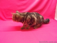 Питомник   предлагает к резервированию. - <ro>Изображение</ro><ru>Изображение</ru> #10, <ru>Объявление</ru> #434908