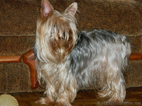 йоркширский терьер!!.. - <ro>Изображение</ro><ru>Изображение</ru> #1, <ru>Объявление</ru> #453334