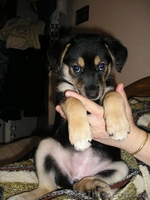 Пчелка - самый преданный друг - <ro>Изображение</ro><ru>Изображение</ru> #3, <ru>Объявление</ru> #444285