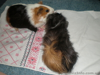 морские свинки обычные, розетка - <ro>Изображение</ro><ru>Изображение</ru> #1, <ru>Объявление</ru> #450523