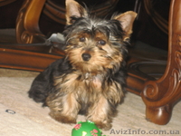 Продам очаровательного щенка ЙОРКШИРСКОГО ТЕРЬЕРА - <ro>Изображение</ro><ru>Изображение</ru> #1, <ru>Объявление</ru> #454356