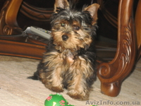 Продам очаровательного щенка ЙОРКШИРСКОГО ТЕРЬЕРА - <ro>Изображение</ro><ru>Изображение</ru> #2, <ru>Объявление</ru> #454356