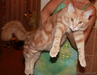 Предлагаем котят крупнейшей породы домашних кошек - мейн кун. - <ro>Изображение</ro><ru>Изображение</ru> #2, <ru>Объявление</ru> #437721