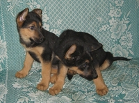 Продаются клубные щенки немецкой овчарки - <ro>Изображение</ro><ru>Изображение</ru> #2, <ru>Объявление</ru> #414892