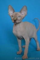 Элитные котята канадского сфинкса шоу класс и для дома. Доставка. - <ro>Изображение</ro><ru>Изображение</ru> #1, <ru>Объявление</ru> #432793