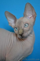 Элитные котята канадского сфинкса шоу класс и для дома. Доставка. - <ro>Изображение</ro><ru>Изображение</ru> #2, <ru>Объявление</ru> #432793