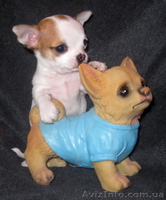 Чихуахуа  щеночек   продам - <ro>Изображение</ro><ru>Изображение</ru> #1, <ru>Объявление</ru> #432824