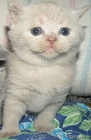 Шотландские котята / Британская короткошерстная - <ro>Изображение</ro><ru>Изображение</ru> #2, <ru>Объявление</ru> #448861