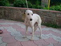 Уиппета щенки для любителей грации! - <ro>Изображение</ro><ru>Изображение</ru> #2, <ru>Объявление</ru> #427398