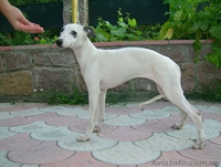 Уиппета щенки для любителей грации! - <ro>Изображение</ro><ru>Изображение</ru> #1, <ru>Объявление</ru> #427398