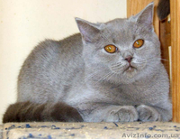 Роскошная лиловая шотландочка - <ro>Изображение</ro><ru>Изображение</ru> #3, <ru>Объявление</ru> #386360