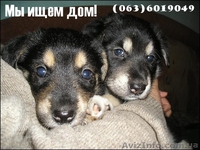 Пчелка - самый преданный друг - <ro>Изображение</ro><ru>Изображение</ru> #4, <ru>Объявление</ru> #444285