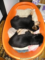 Пчелка - самый преданный друг - <ro>Изображение</ro><ru>Изображение</ru> #7, <ru>Объявление</ru> #444285