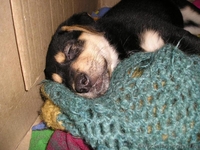 Пчелка - самый преданный друг - <ro>Изображение</ro><ru>Изображение</ru> #6, <ru>Объявление</ru> #444285