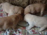 Породистые щенки лабрадора - <ro>Изображение</ro><ru>Изображение</ru> #1, <ru>Объявление</ru> #455615