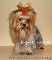 Кобели для вязок йорки экстра-мини! - <ro>Изображение</ro><ru>Изображение</ru> #1, <ru>Объявление</ru> #444125