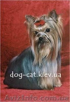 Кобели для вязок йорки экстра-мини! - <ro>Изображение</ro><ru>Изображение</ru> #2, <ru>Объявление</ru> #444125