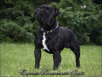 Стаффордширского бультерьера щенки - <ro>Изображение</ro><ru>Изображение</ru> #5, <ru>Объявление</ru> #482581