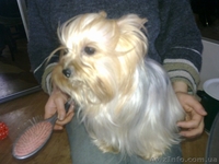 Йорк-мини щенок - <ro>Изображение</ro><ru>Изображение</ru> #1, <ru>Объявление</ru> #470321