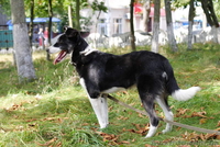 Пес-компаньон ищет самого лучшего хозяина! - <ro>Изображение</ro><ru>Изображение</ru> #6, <ru>Объявление</ru> #457171