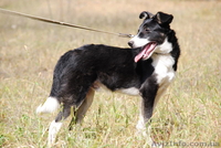 Пес-компаньон ищет самого лучшего хозяина! - <ro>Изображение</ro><ru>Изображение</ru> #5, <ru>Объявление</ru> #457171