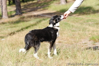 Пес-компаньон ищет самого лучшего хозяина! - <ro>Изображение</ro><ru>Изображение</ru> #2, <ru>Объявление</ru> #457171