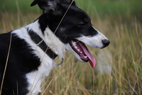 Пес-компаньон ищет самого лучшего хозяина! - <ro>Изображение</ro><ru>Изображение</ru> #7, <ru>Объявление</ru> #457171