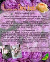 Опт.Цветы с плантаций Эквадора. - <ro>Изображение</ro><ru>Изображение</ru> #4, <ru>Объявление</ru> #458094