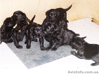 Щенки ризеншнауцера от рабочих родителей - <ro>Изображение</ro><ru>Изображение</ru> #3, <ru>Объявление</ru> #458459