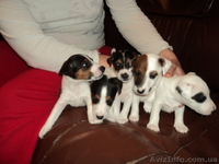 Фокстерьер гладкошерстный.Щенки - <ro>Изображение</ro><ru>Изображение</ru> #1, <ru>Объявление</ru> #481836