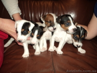 Фокстерьер гладкошерстный.Щенки - <ro>Изображение</ro><ru>Изображение</ru> #2, <ru>Объявление</ru> #481836