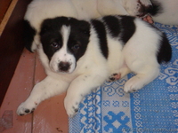 Лучший новогодний подарок  - <ro>Изображение</ro><ru>Изображение</ru> #2, <ru>Объявление</ru> #465541