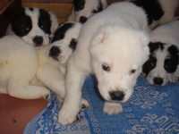 Лучший новогодний подарок  - <ro>Изображение</ro><ru>Изображение</ru> #3, <ru>Объявление</ru> #465541