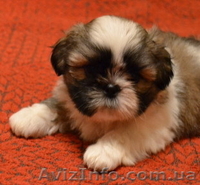 Роскошные щенки ши-тцу - <ro>Изображение</ro><ru>Изображение</ru> #4, <ru>Объявление</ru> #482457