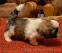 Прекрасные щенки ши-тцу - <ro>Изображение</ro><ru>Изображение</ru> #3, <ru>Объявление</ru> #482464