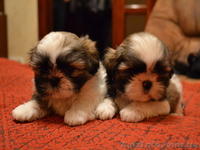 Прекрасные щенки ши-тцу - <ro>Изображение</ro><ru>Изображение</ru> #2, <ru>Объявление</ru> #482464