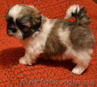 Роскошные щенки ши-тцу - <ro>Изображение</ro><ru>Изображение</ru> #2, <ru>Объявление</ru> #482457