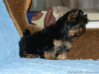 йоркширский терьер!!.. - <ro>Изображение</ro><ru>Изображение</ru> #2, <ru>Объявление</ru> #453334