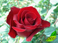 Опт.Цветы с плантаций Эквадора. - <ro>Изображение</ro><ru>Изображение</ru> #3, <ru>Объявление</ru> #458094