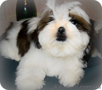 Щенок ши - тцу мальчик - <ro>Изображение</ro><ru>Изображение</ru> #2, <ru>Объявление</ru> #481014