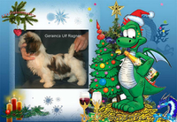 Щенок ши - тцу мальчик - <ro>Изображение</ro><ru>Изображение</ru> #1, <ru>Объявление</ru> #481014