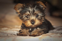 Йорк-мини щенок - <ro>Изображение</ro><ru>Изображение</ru> #2, <ru>Объявление</ru> #470321