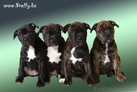 Стаффордширского бультерьера щенки - <ro>Изображение</ro><ru>Изображение</ru> #2, <ru>Объявление</ru> #482581