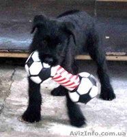 Щенки ризеншнауцера от рабочих родителей - <ro>Изображение</ro><ru>Изображение</ru> #2, <ru>Объявление</ru> #458459