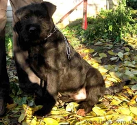 Щенки ризеншнауцера от рабочих родителей - <ro>Изображение</ro><ru>Изображение</ru> #4, <ru>Объявление</ru> #458459