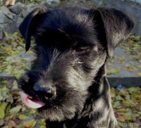 Щенки ризеншнауцера от рабочих родителей - <ro>Изображение</ro><ru>Изображение</ru> #5, <ru>Объявление</ru> #458459