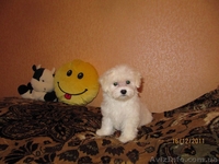 Предлагаю щенков Mальтезе (Mальтийская болонка)  - <ro>Изображение</ro><ru>Изображение</ru> #5, <ru>Объявление</ru> #473025