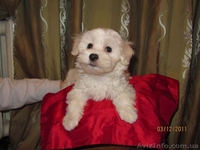 Продам щенка мальтезе - <ro>Изображение</ro><ru>Изображение</ru> #3, <ru>Объявление</ru> #465602